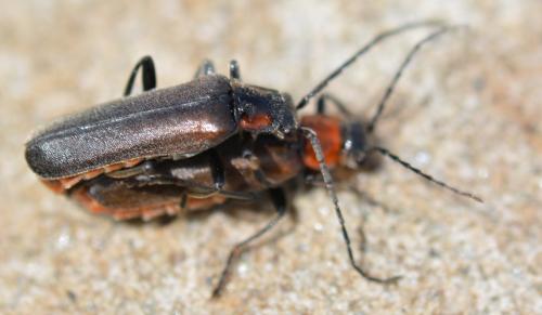 Réf. 323 887 : Cantharis sp.
